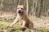 BORDER TERRIER 032